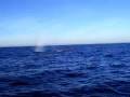 videos de California Gray Whales Play with Dolphins