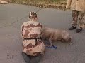 \"Dog Tales\" episode D-128 promo