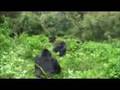 BIG SilverBack Gorillas, Rwanda 2007