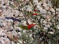 Dogface butterfly on California Fuchsia Dogface butterfly on California Fuchsia