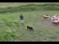 S�o Roque Toffy... Pastoreio. Sheepdog Trainning