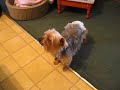 Yorkie Birth Control 2