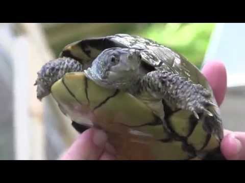 YouTube reptile video