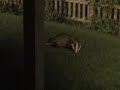 Badger Watch Badger Watch
