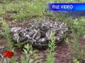 Florida May Forbid Owning Pythons