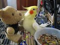 Singing Cockatiel