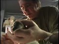 Endangered Humboldt Penguin Hatched