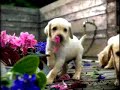 Comercial da Pedigree (filhotes)