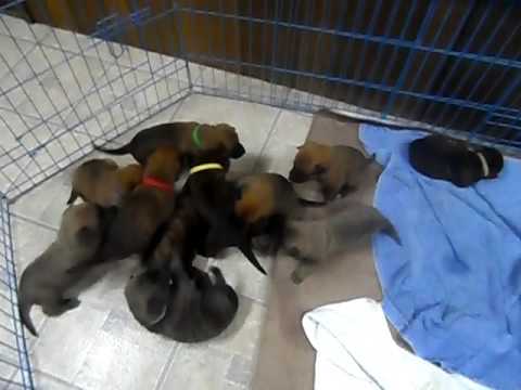 Belgian Malinois Puppies