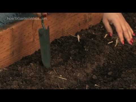 how to replant cucumbers