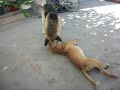 perro comilones