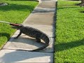 7 Foot Alligator Captured in Seven Meadows, Katy Texas 7 Foot Alligator Captured in Seven Meadows, Katy Texas