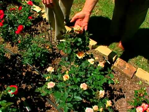 how to plant mini roses