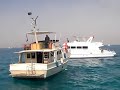 Dolphins off Giftun Island