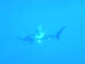 videos de requin longimanus qui vient me souhaiter mon anniversaire