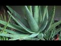 We're growing ALOE VERA in our backyard. Which most of the year it loves our climate...but during the winter months...we tuck it under the porch...to protect it from the snow and freeze. It still gets the southern sun..and we eventually will hang a clear plastic sheet in front of the opening to create a mini greenhouse. GROW YOUR OWN ALOE! We use it externally for cuts, burns, bites and slivers...and internally in our elixirs. POWERFUL PLANT! There are many varieties...so enjoy them all ...