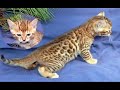 Bengal Cats Bengal Cats