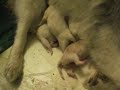 Haidas puppys A