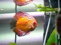Baby Black Arowana with Discus