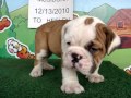 English bulldog For Sale - Musidora - http://www.bullcanes.net - ceo@bullcanes.net