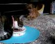 0020・バーチャル喰い！（犬猫ペット）