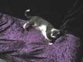 videos de Katerjagd.AVI