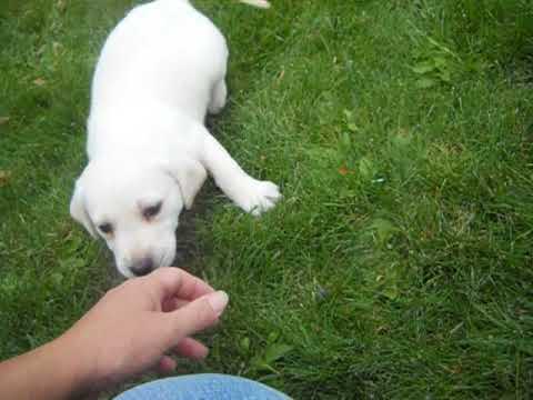 jack at 6 weeks of age