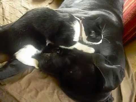 dogue allemand