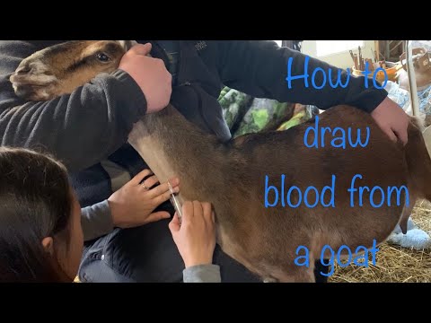 video-linktoworks-Drawing blood from a goat