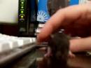 Baby Rats Baby Rats