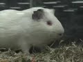 Pet Store