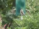 Goldfinches at the Flexi-Perch feeder