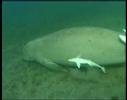 Dugong roll