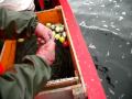 SALMON ON THE BALTIC 1.AVI