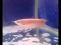 PLATINUM AROWANA FOR SELL