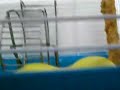 hamster fou de graines