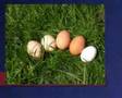 Une journée de poule P2