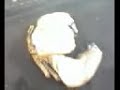 Animal Diversity 7B - Arthropoda - Crustacea