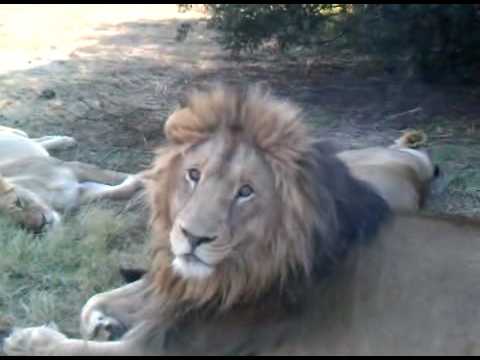 LION YAWN