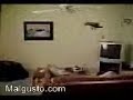 Fliang Cat Fliang Cat