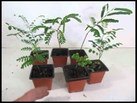 how to grow bonsai from seed