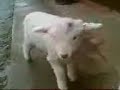 Lincoln Longwool and Texel lambs Lincoln Longwool and Texel lambs