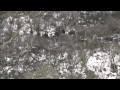 Wildschwein Jagd mit Waffe