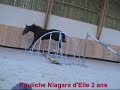 Pouliche Niagara d'Elle 2 ans