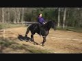 Riding Daunte (5 yr Friesian TB Stallion) Bareback Riding Daunte (5 yr Friesian TB Stallion) Bareback