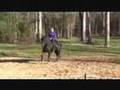 Riding Daunte (5 yr Friesian TB Stallion) Bareback