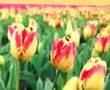 jan kees helms / deeez! : bloem