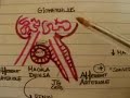 Renal Blood Flow