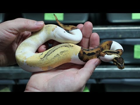 YouTube reptile video