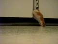 Forest tente d'ouvrir une armoire